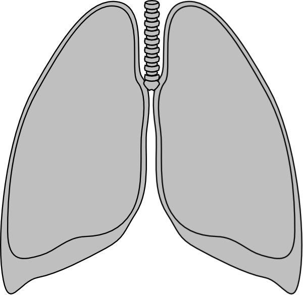 Clear clip art at. Lungs clipart real lung