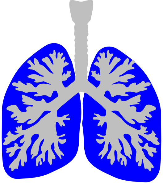 Blue clip art at. Lungs clipart real lung