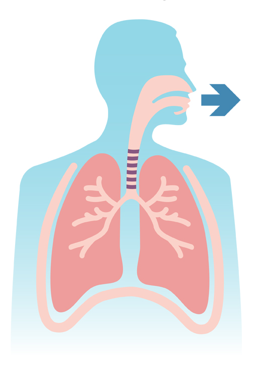 lungs clipart respiration