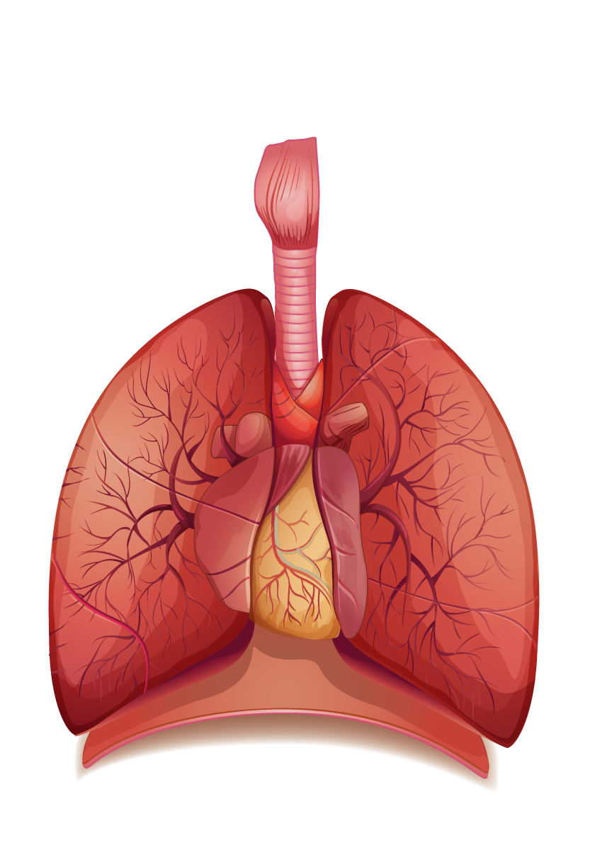 lungs clipart respiration