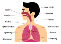 lungs clipart respiratory system