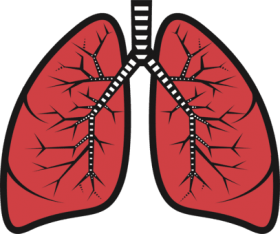 lungs clipart respiratory system