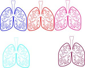 lungs clipart simple