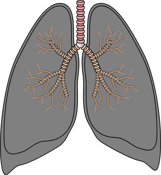 lungs clipart sketch