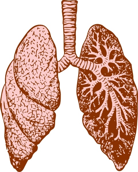 Lungs clipart svg. Clip art free vector