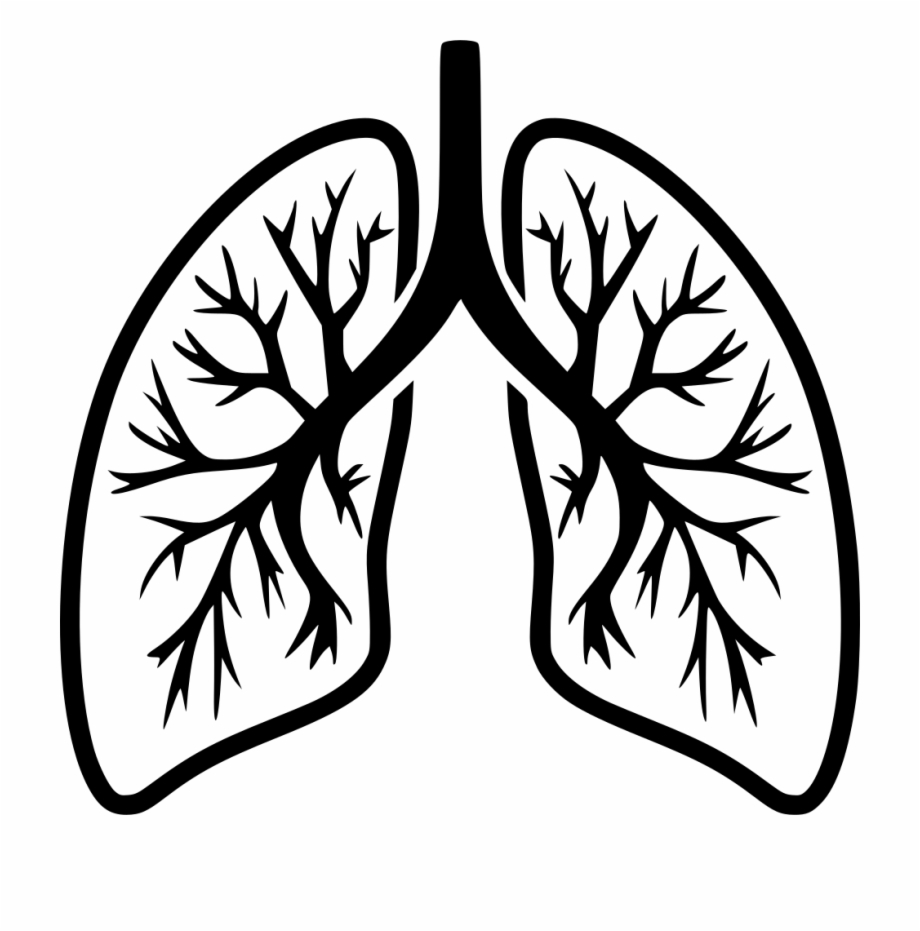 Lungs clipart svg. Png file black and