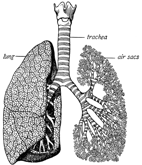 lungs clipart trachea