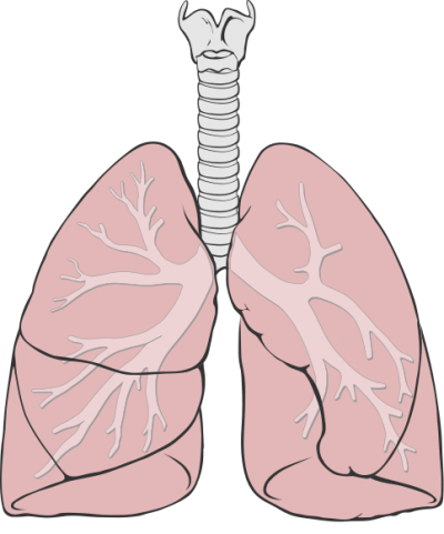 lungs clipart transparent background