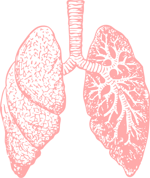 lungs clipart transparent background