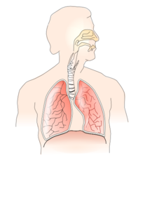 lungs clipart unlabelled