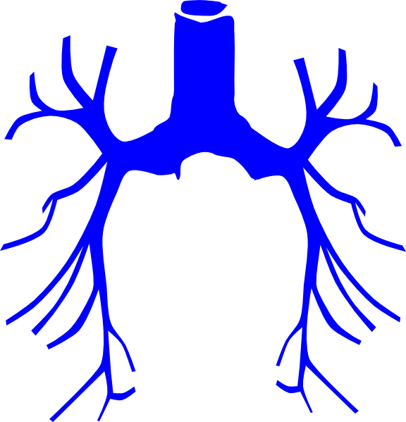 lungs clipart unlabelled