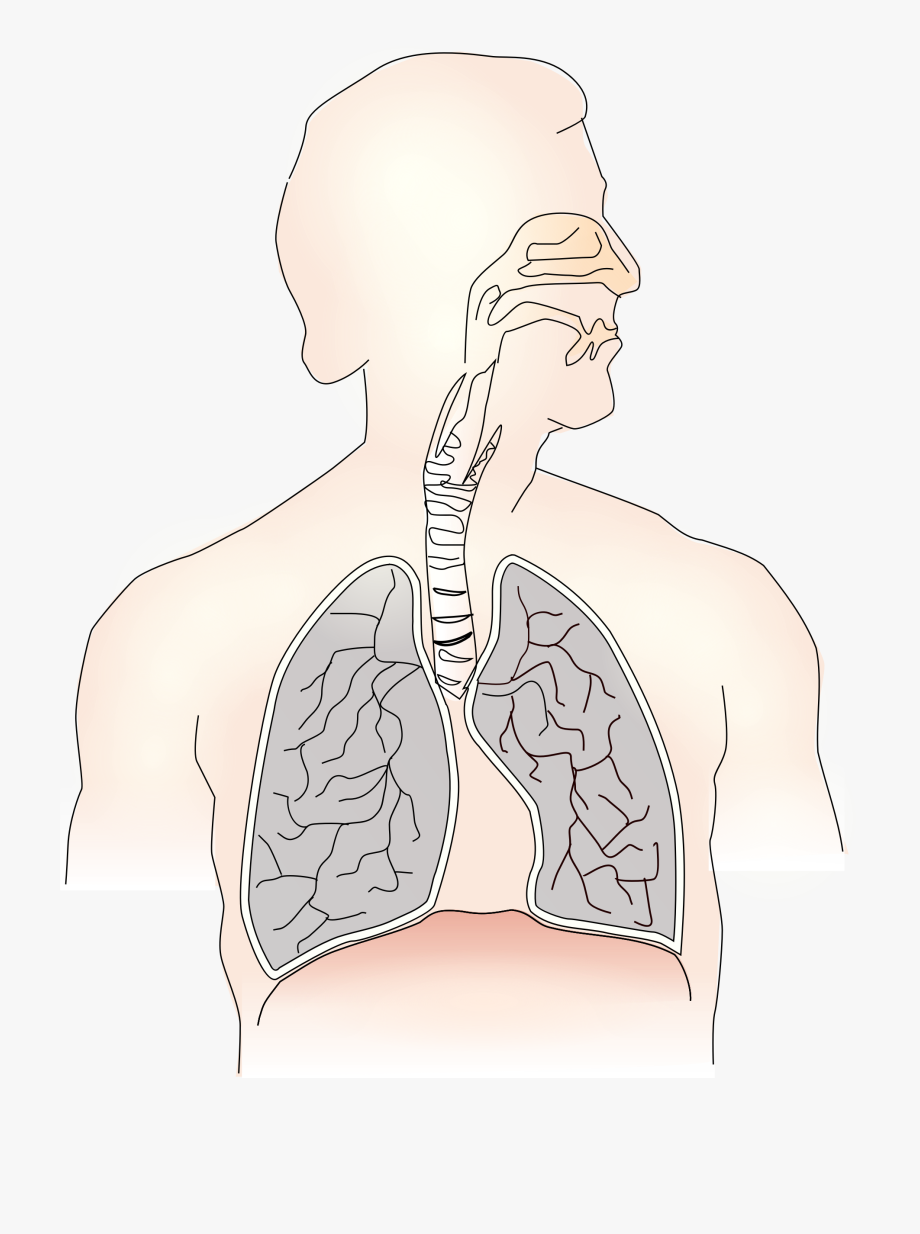 lungs-clipart-unlabelled-lungs-unlabelled-transparent-free-for