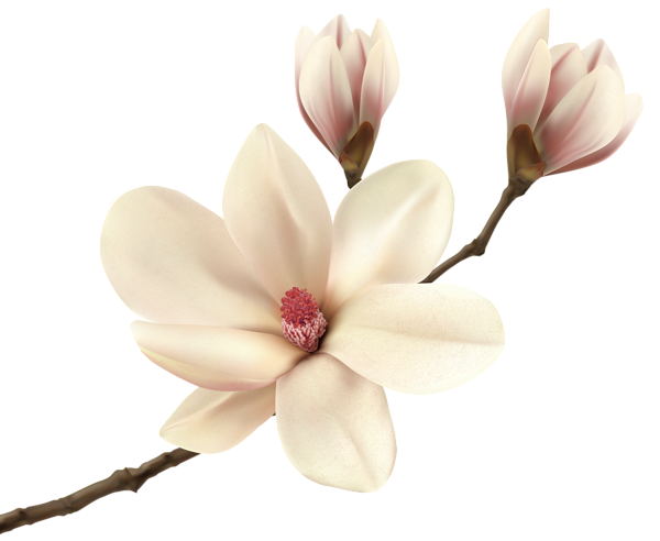 Magnolia flower png. White spring branch clip