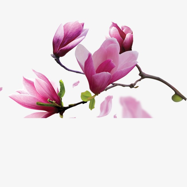 magnolia clipart