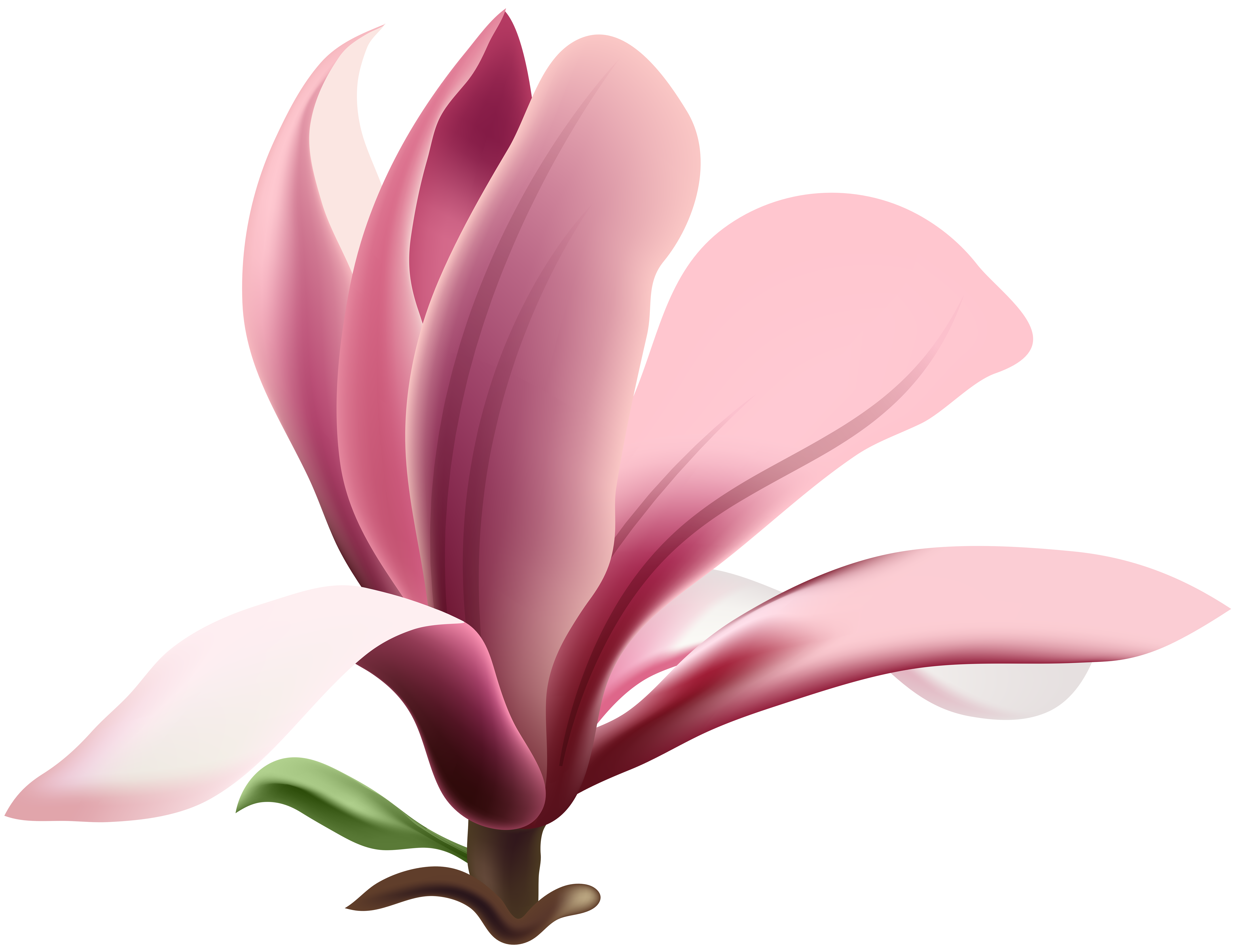 magnolia clipart