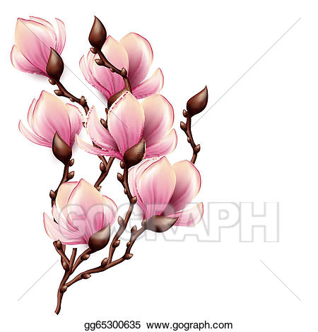 Magnolia clipart branch, Magnolia branch Transparent FREE for download ...