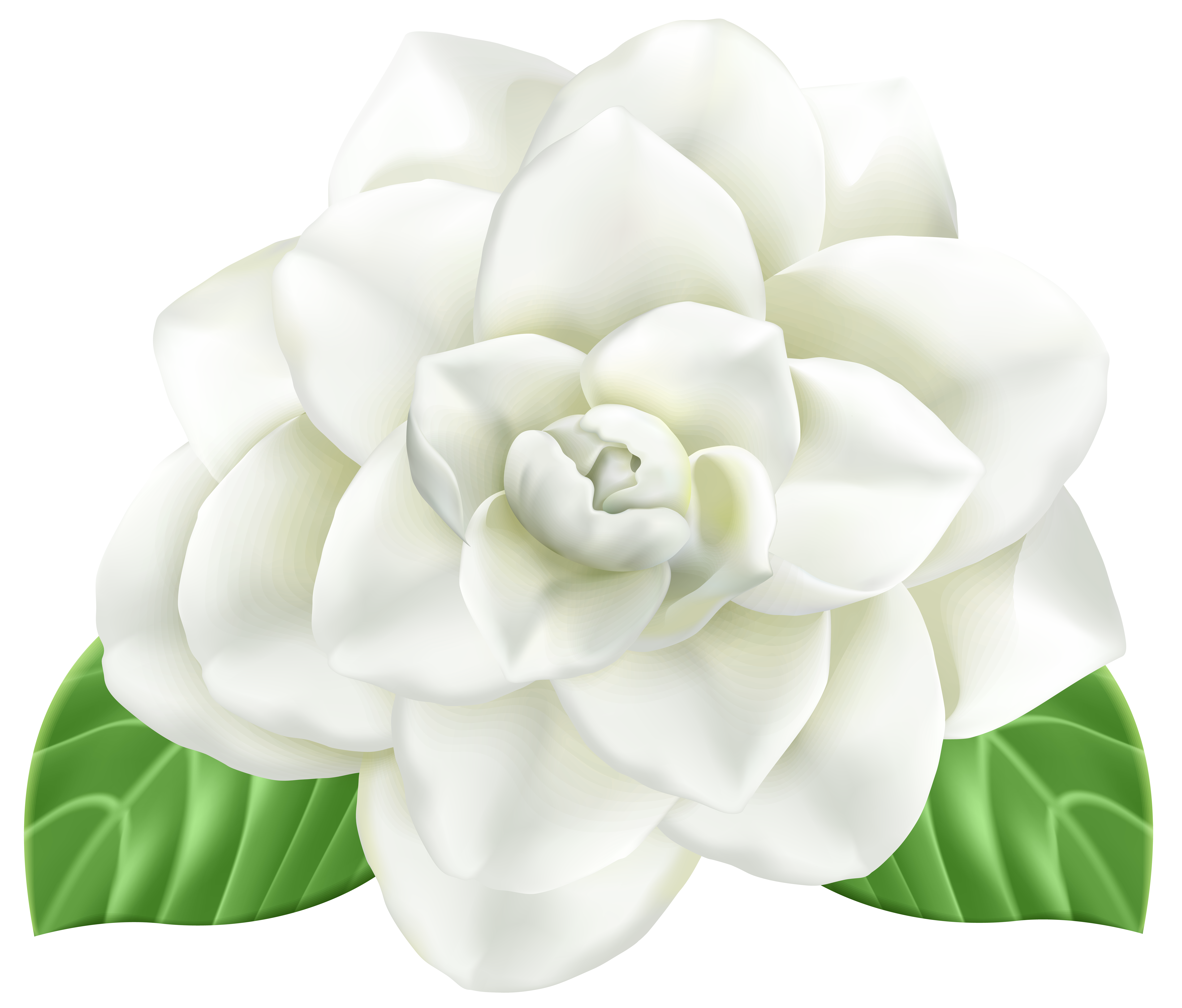 magnolia clipart gardenia flower