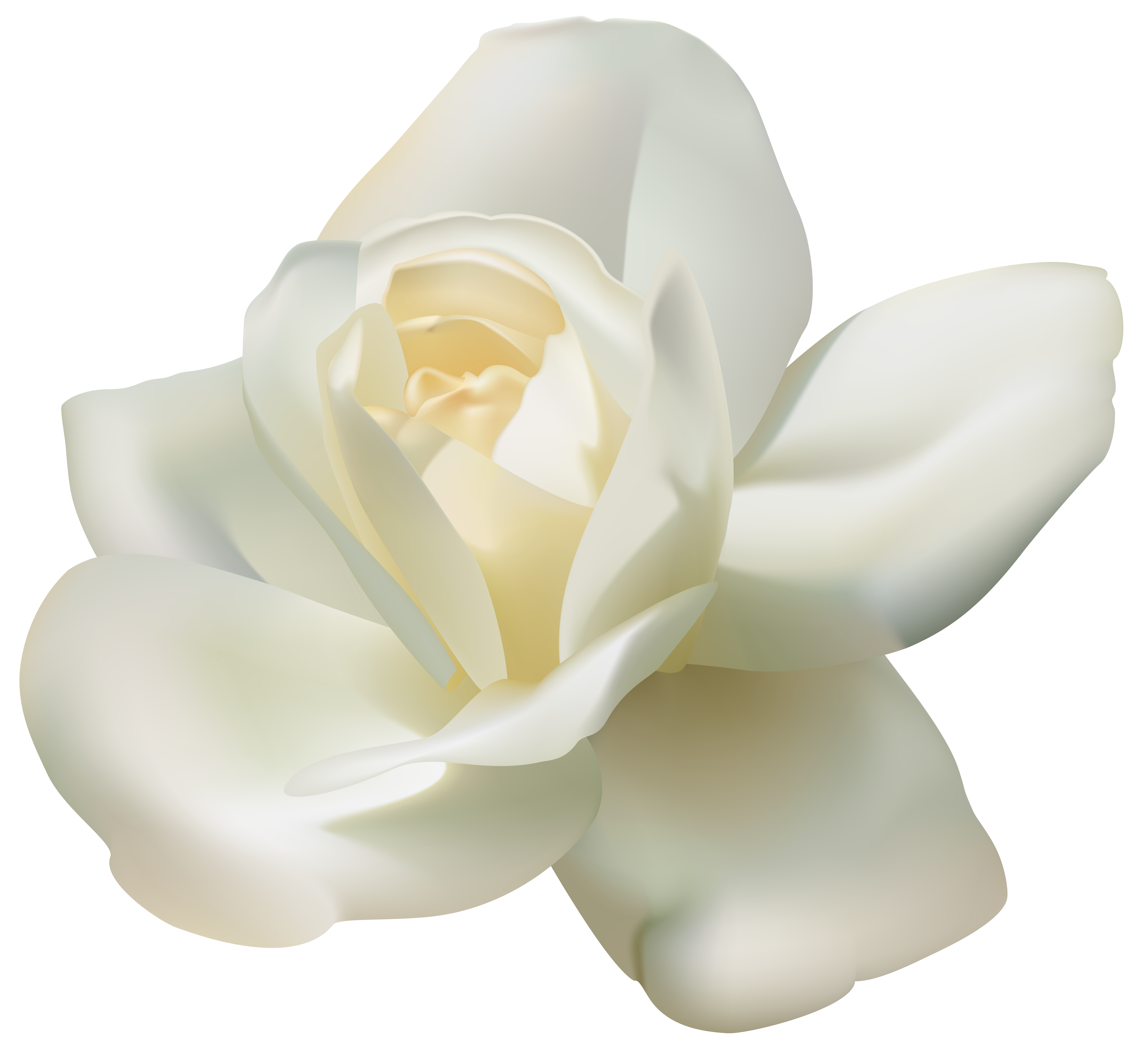 magnolia clipart gardenia flower