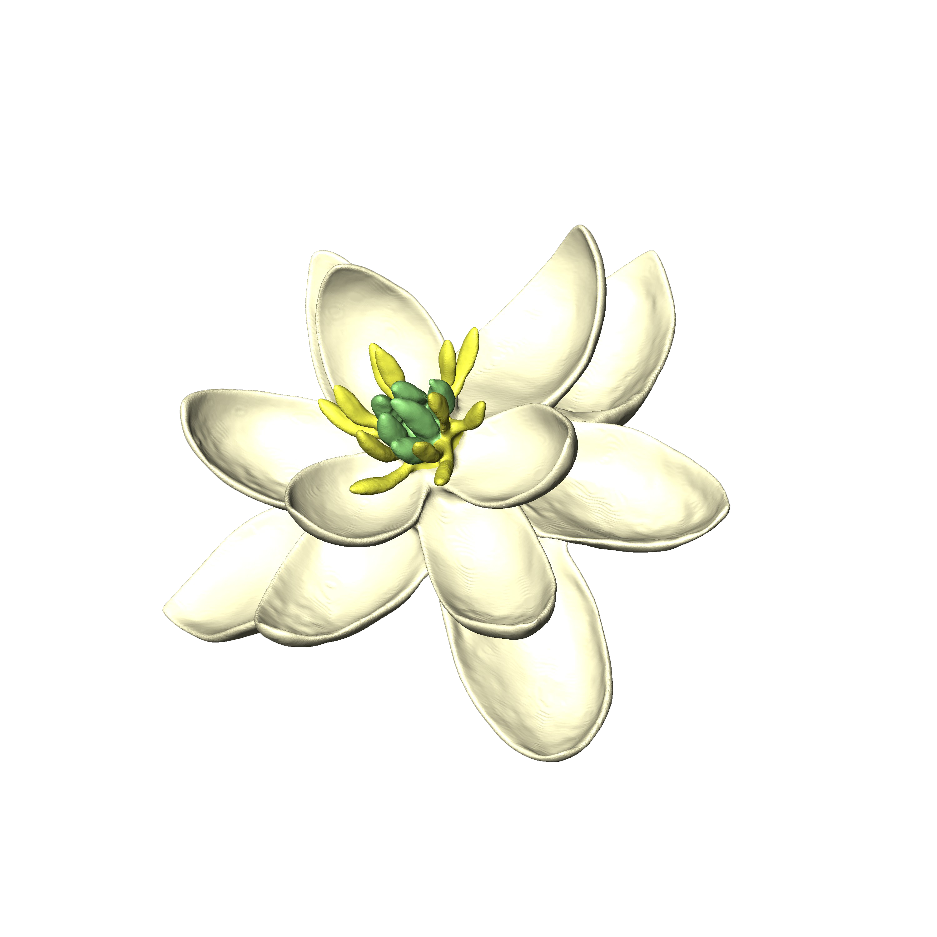 magnolia clipart jasmine flower