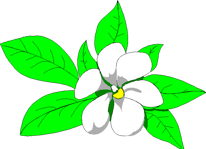 magnolia clipart jasmine flower
