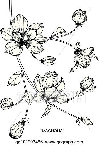 magnolia clipart line drawing