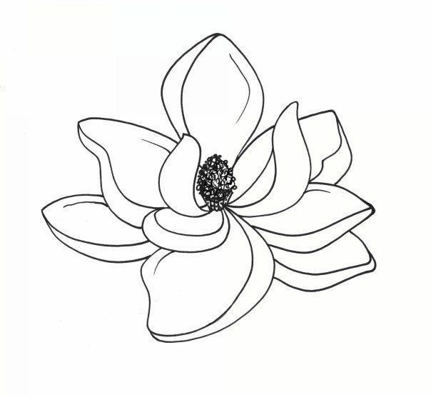 magnolia clipart line drawing