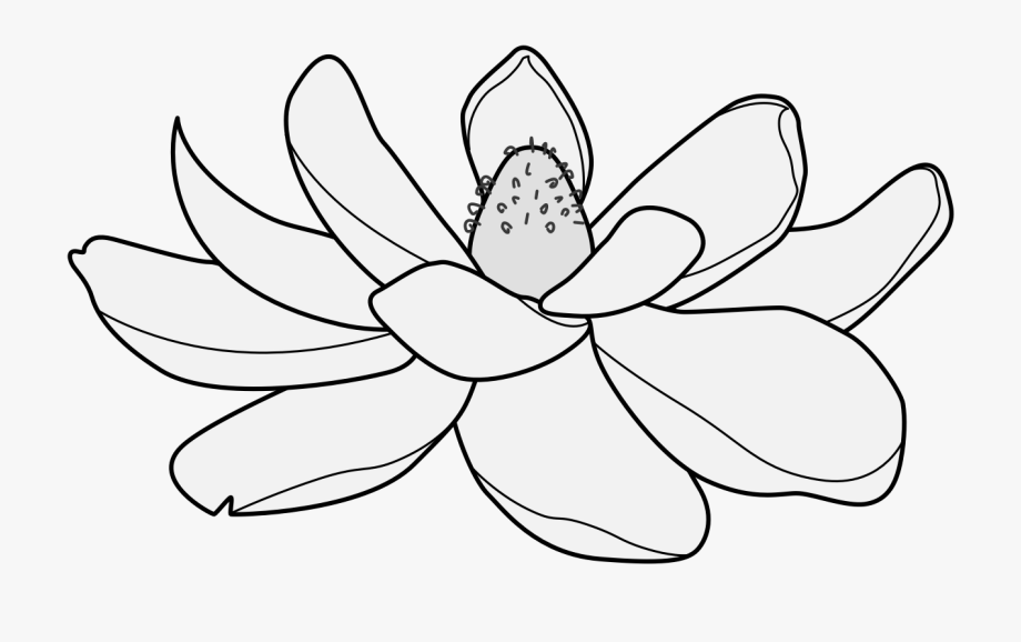 magnolia clipart lotus