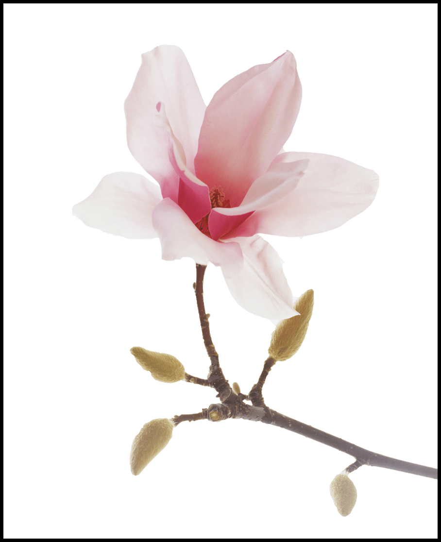 magnolia clipart lotus