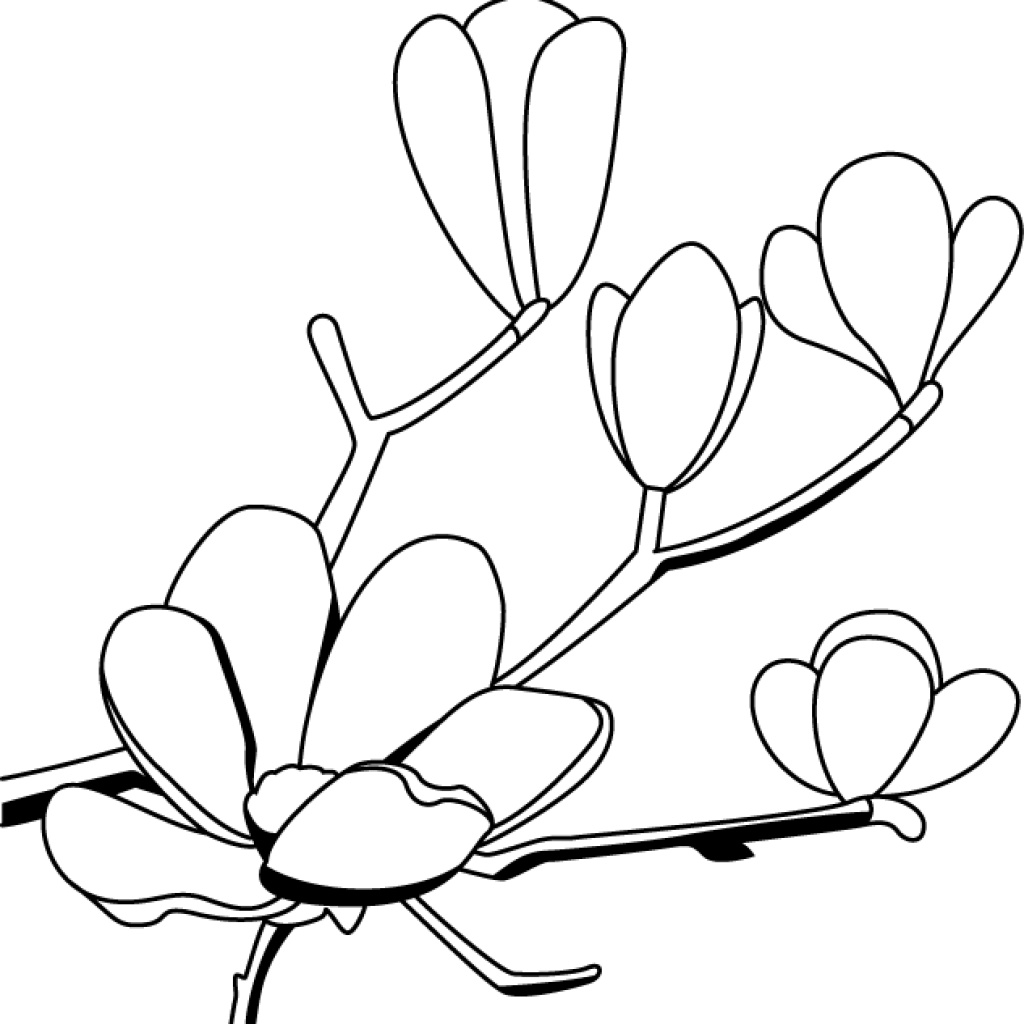magnolia clipart magnolia flower