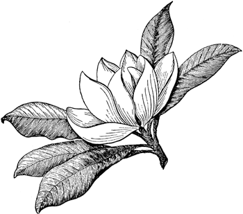 magnolia clipart magnolia leaf