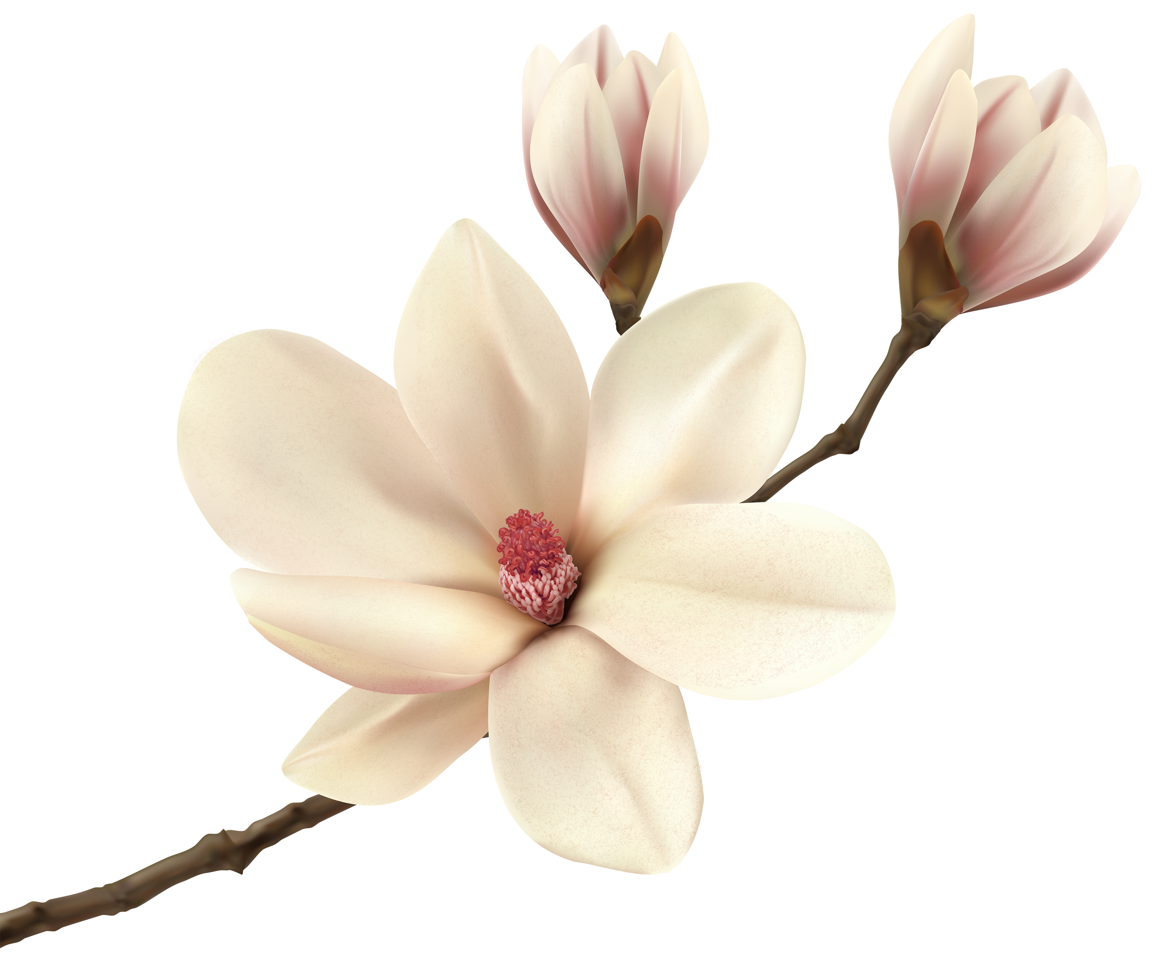 Southern flower fraseri floristry. Magnolia clipart magnolia tree