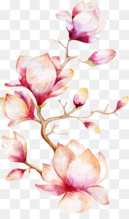 magnolia clipart orchid