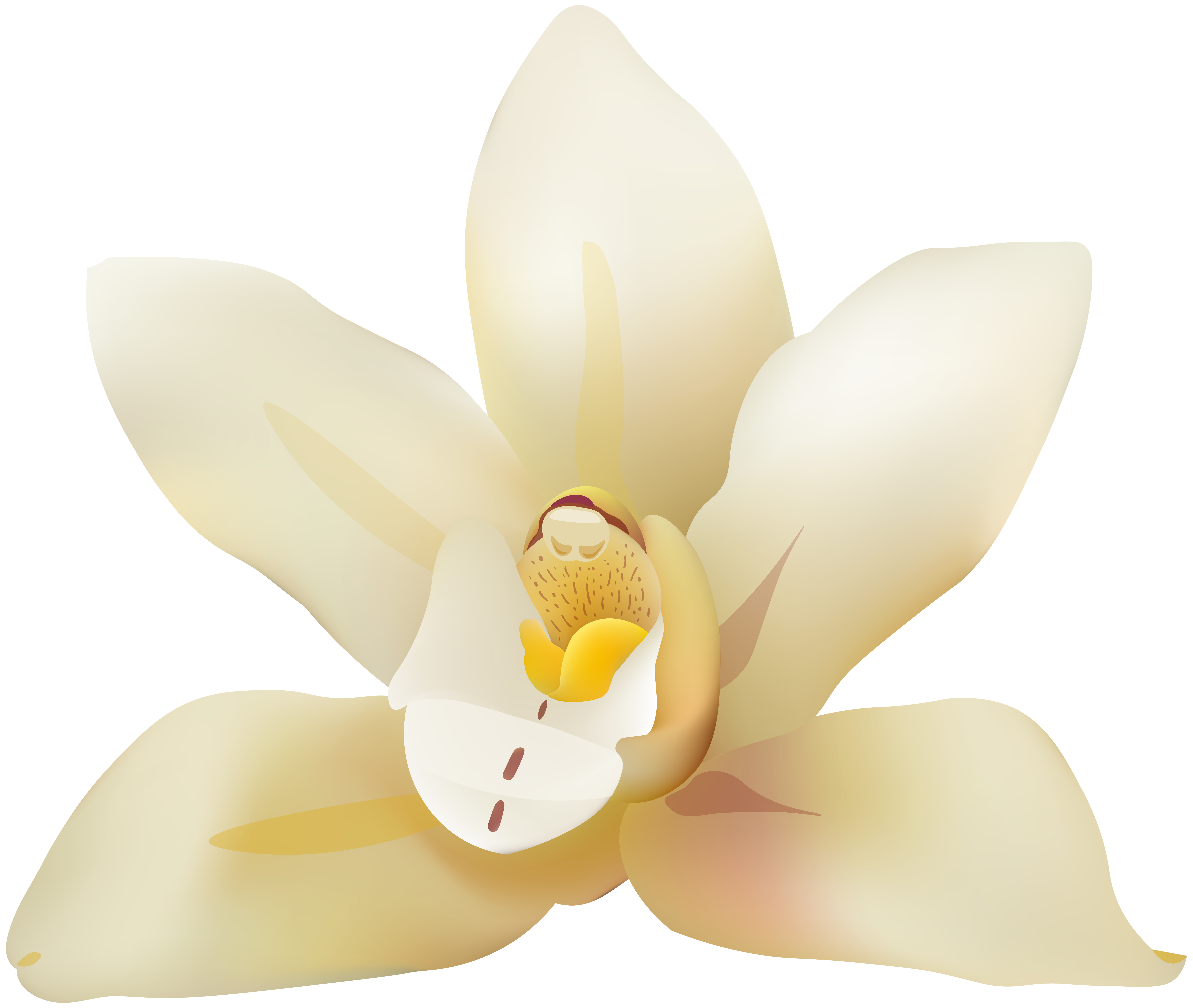 magnolia clipart orchid