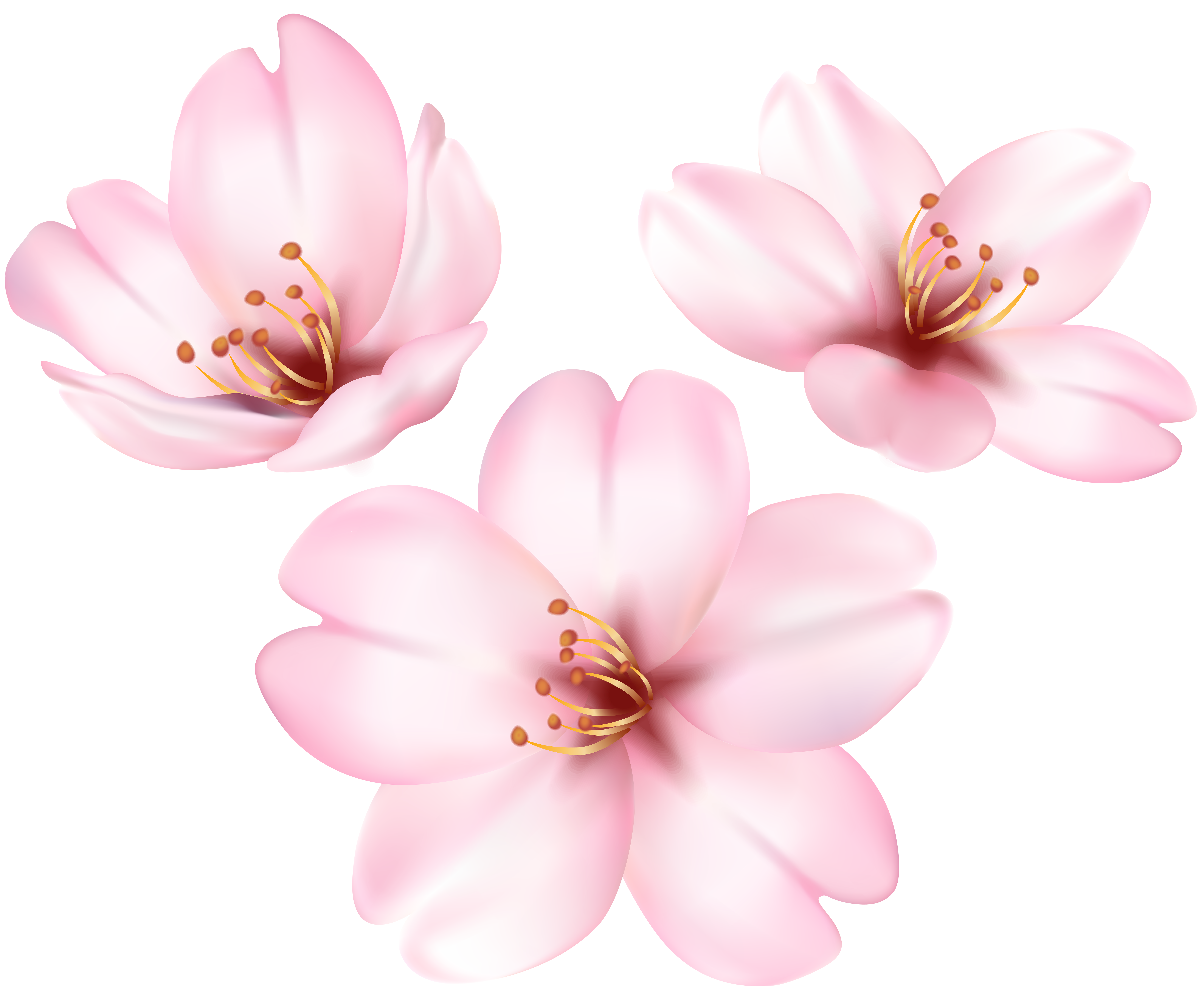 magnolia clipart pink magnolia