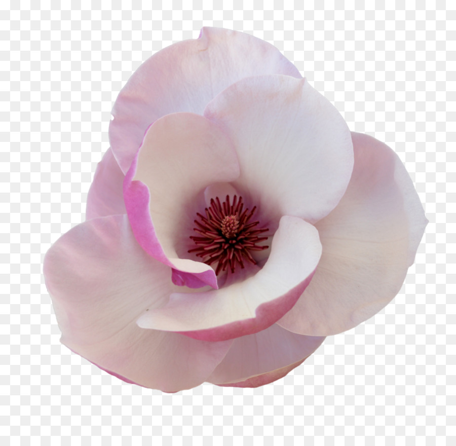 Magnolia clipart pink magnolia. Flowers background flower tulip