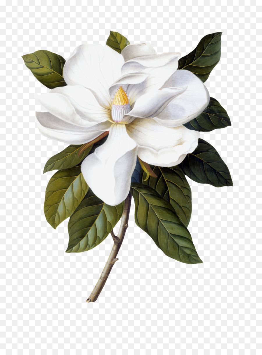 magnolia clipart southern
