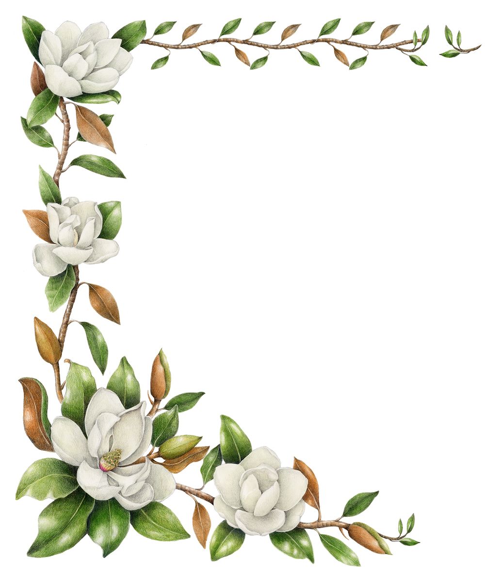 Magnolia clipart southern, Magnolia southern Transparent FREE for