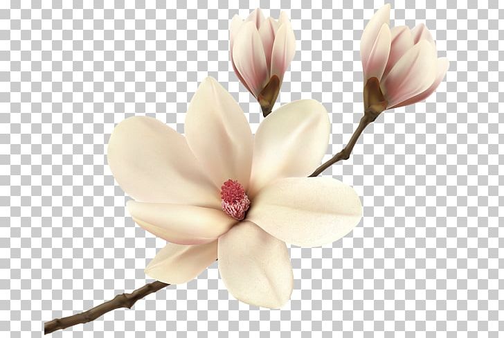magnolia clipart southern