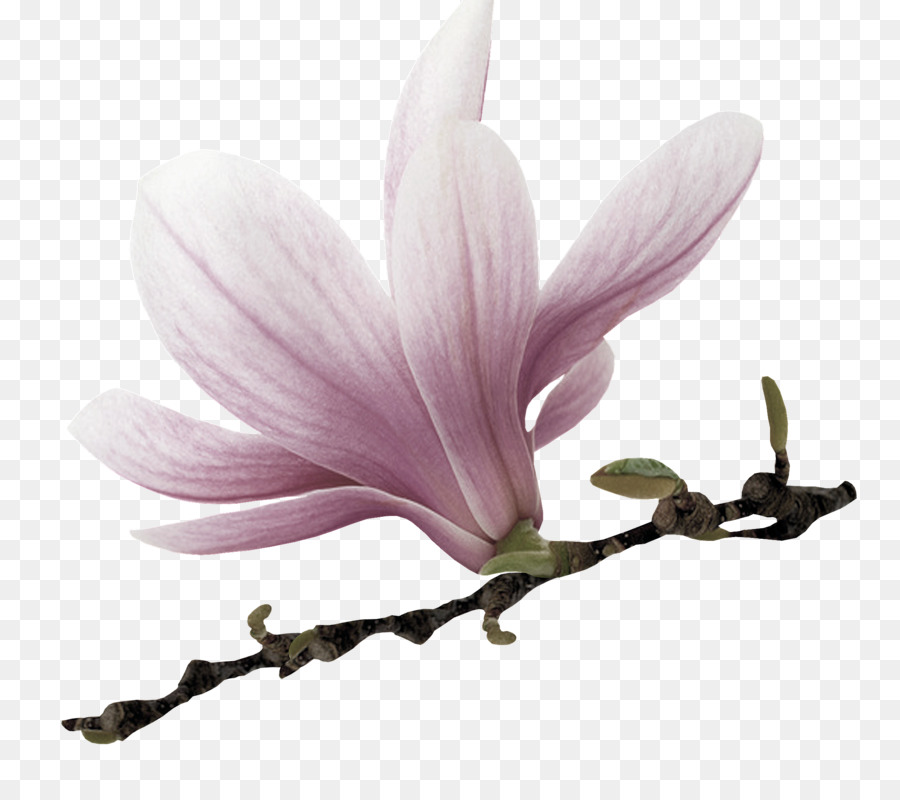 magnolia clipart spring