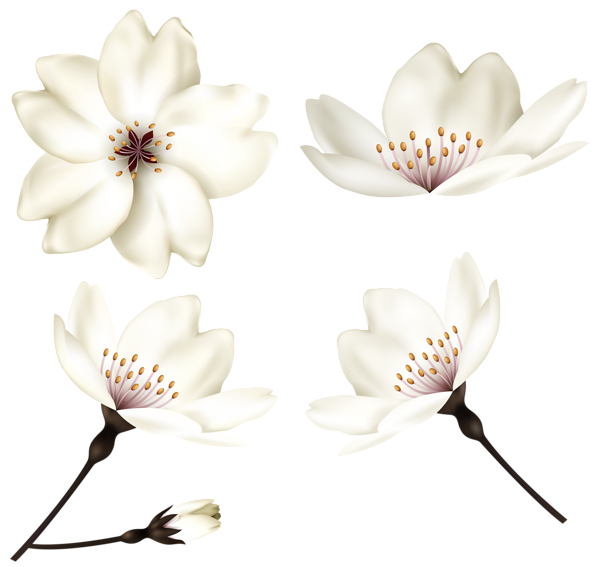 magnolia clipart spring