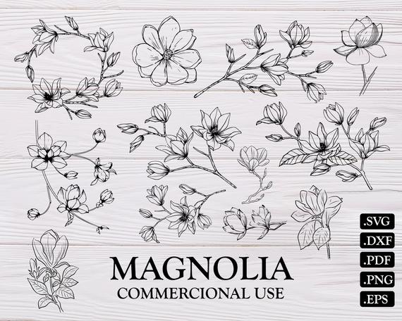Magnolia clipart svg, Magnolia svg Transparent FREE for download on