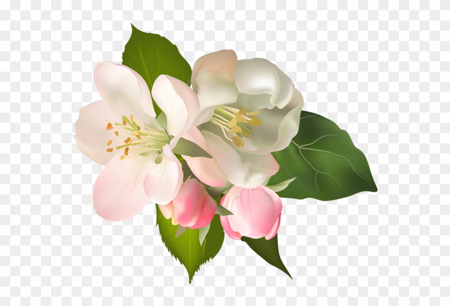 magnolia clipart transparent