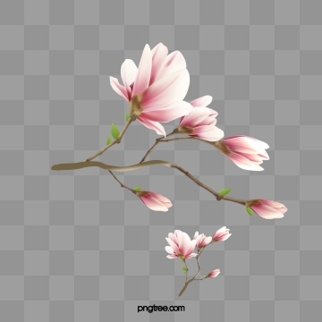 magnolia clipart vector