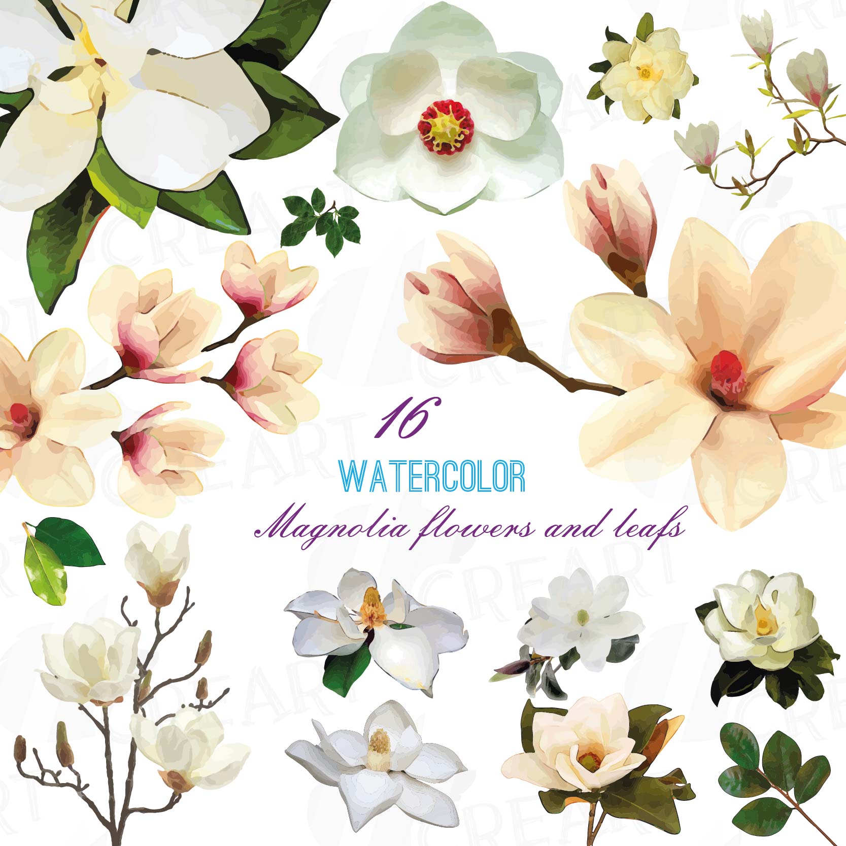 magnolia clipart vector