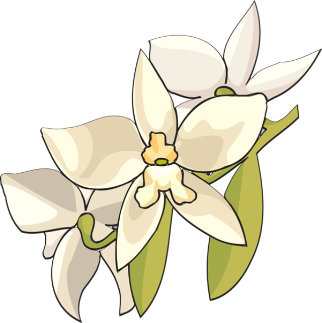 magnolia clipart white floral