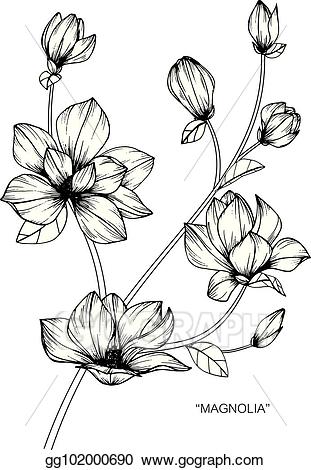 magnolia clipart white floral