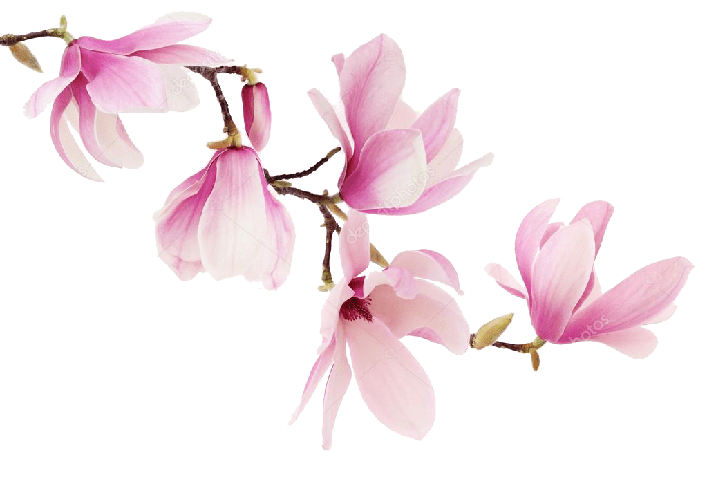 Pink Magnolia Flower Clip Art