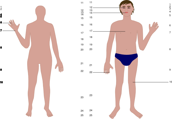 Body clip art at. Male clipart human
