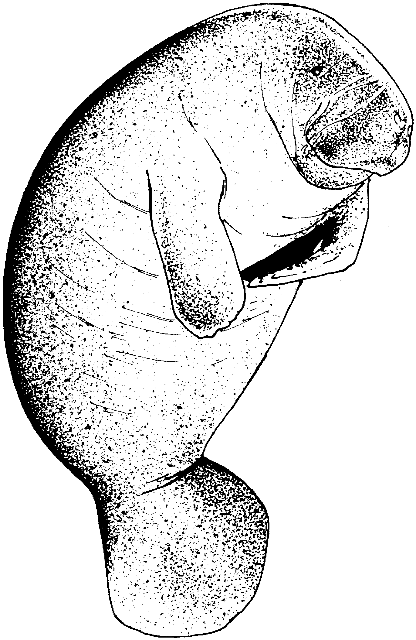 Of picture . Manatee clipart coloring page
