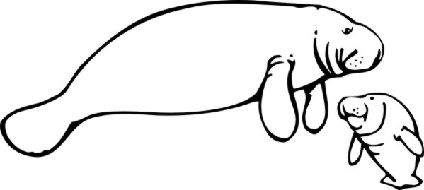 manatee clipart coloring page